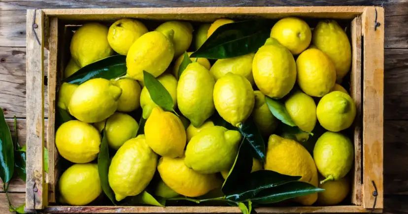 Kiedy jest sezon na cytryny w Polsce? Odkryj najlepszy czas na zakupy