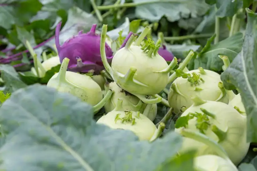 Kiedy jest sezon na kalarepę? Poznaj najlepsze terminy zbioru i sadzenia