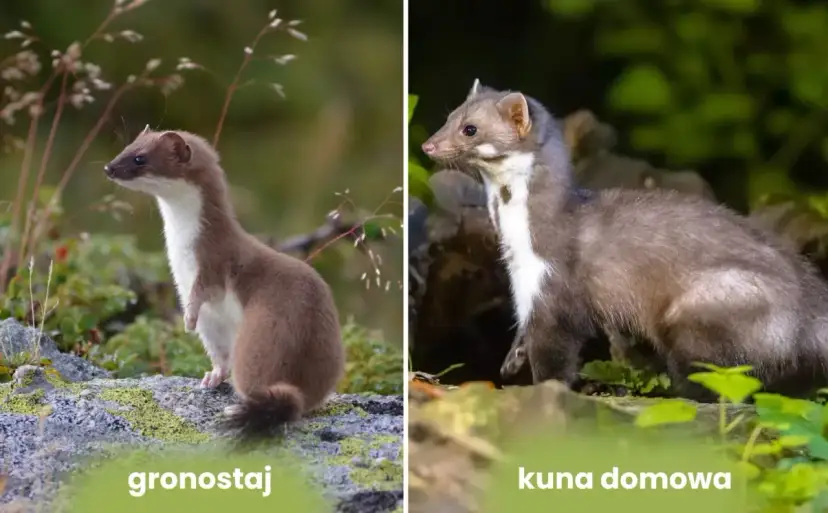 Dwa drapieżniki: gronostaj i kuna domowa. Czy kuna je ryby? To pytanie pozostaje otwarte, gdy patrzymy na te zwierzęta.