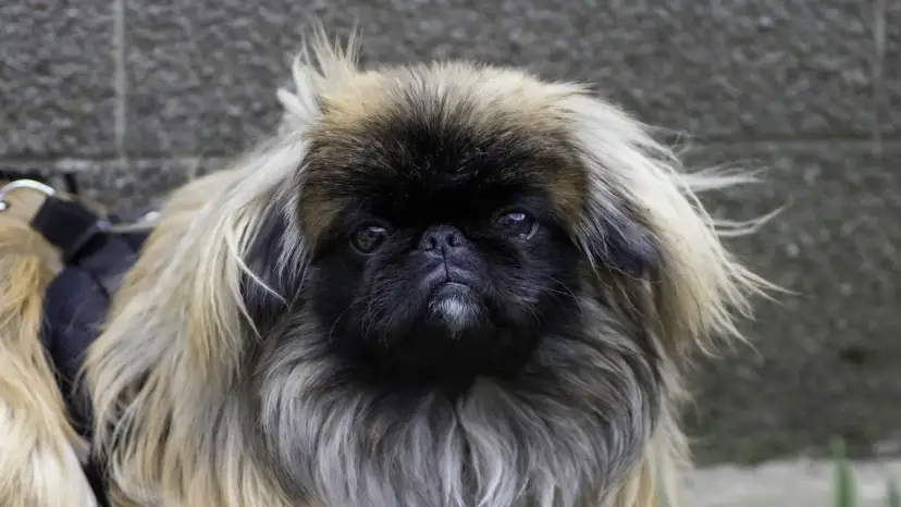 Pekińczyk włosy czy sierść - poznaj prawdę o jego futrze