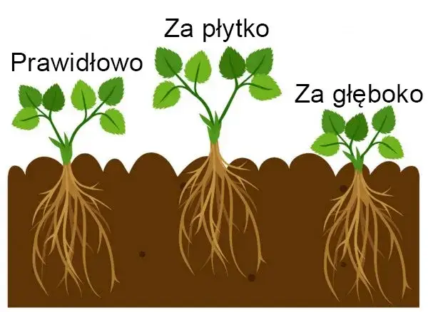 Jak sadzić truskawki odstępy, aby uniknąć błędów i zwiększyć plony