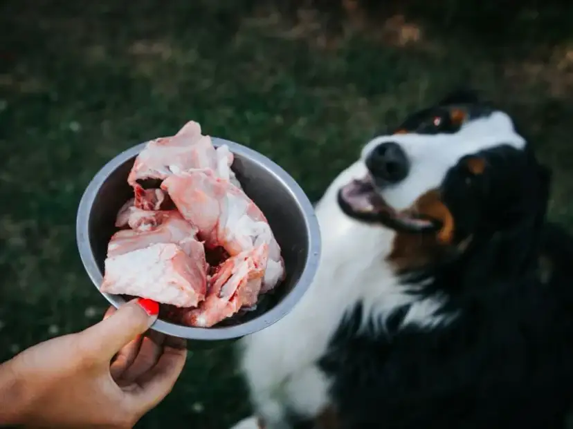 Jakie surowe mięso dla psa jest najlepsze i bezpieczne dla zdrowia?