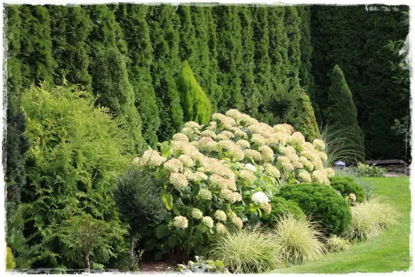 Jak sadzić tuje na żywopłot, aby uniknąć najczęstszych błędów