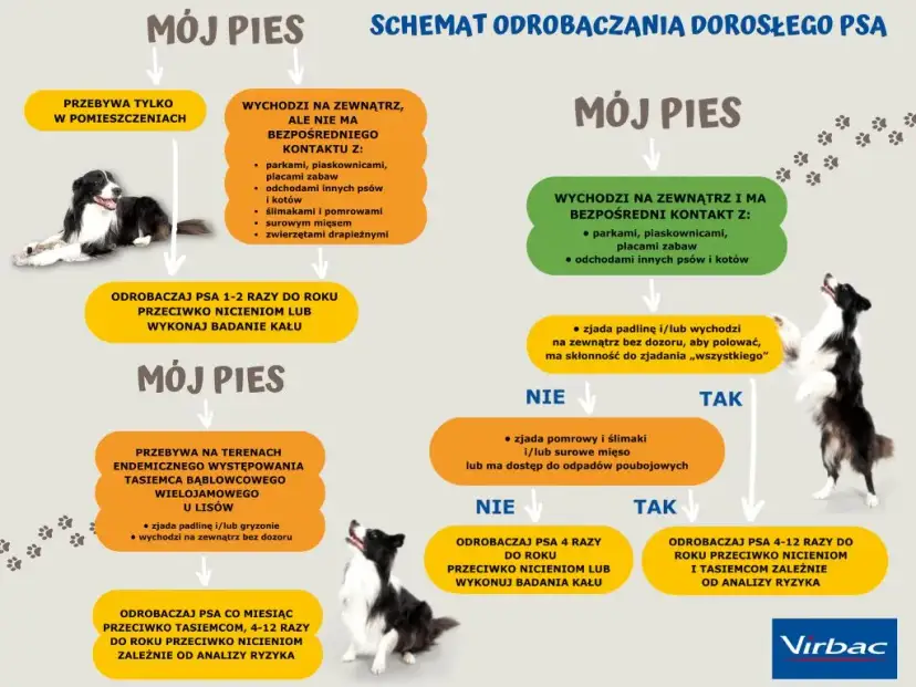Co ile odrobaczać psa? Pełny harmonogram i porady eksperta