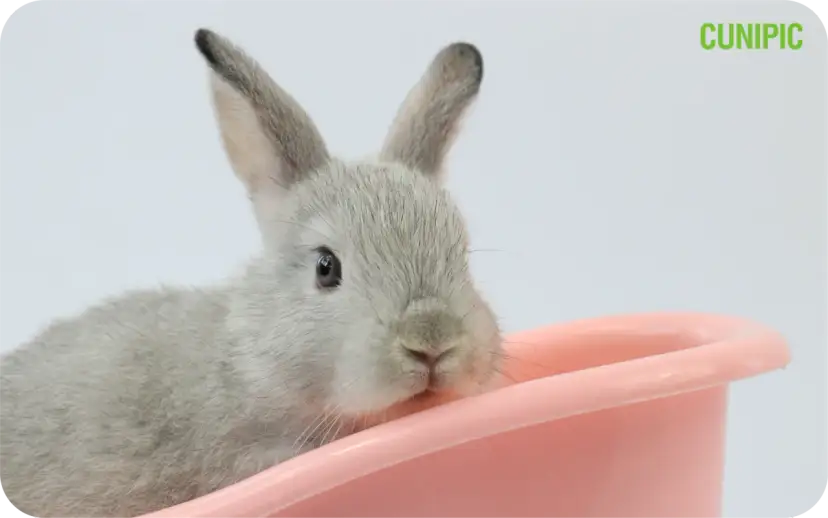 Soczysty królik? Odkryj sekrety, by nigdy nie był suchy!