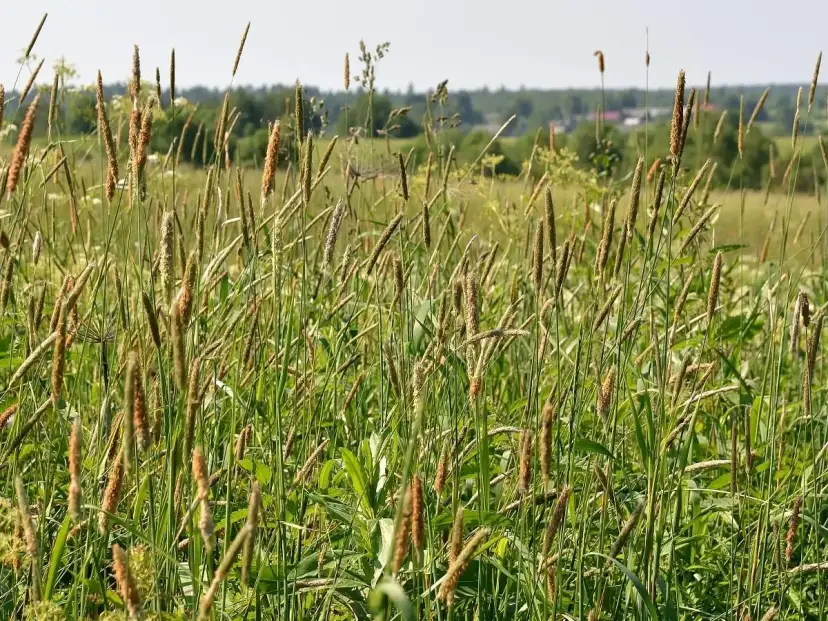 Skuteczne leki na alergię na trawy: co wybrać, aby ulżyć objawom