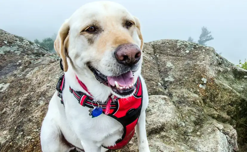 Obroża czy szelki dla labradora - co wybrać dla bezpieczeństwa psa?