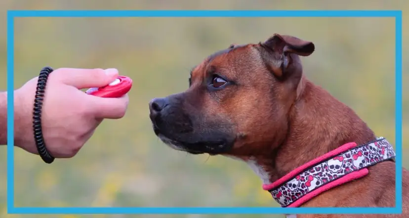 Jak używać klikera dla psa, aby uniknąć błędów w szkoleniu
