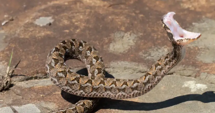 Groźny wąż w Afryce otwiera paszczę, ukazując swoje jadowite kły. Jego wzorzyste łuski doskonale maskują go wśród kamieni.