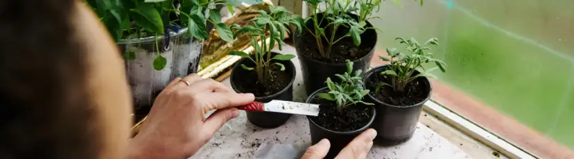 Jak zrobić nawóz potasowy do pomidorów, aby uzyskać lepsze plony