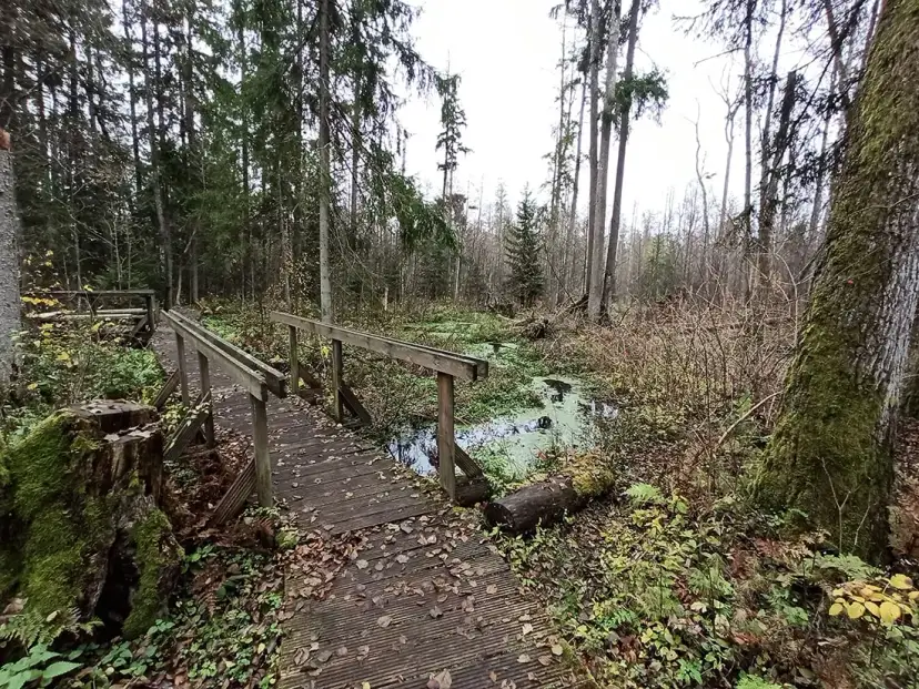 Rezerwat przyrody Krzemianka: piękno natury i unikalne atrakcje