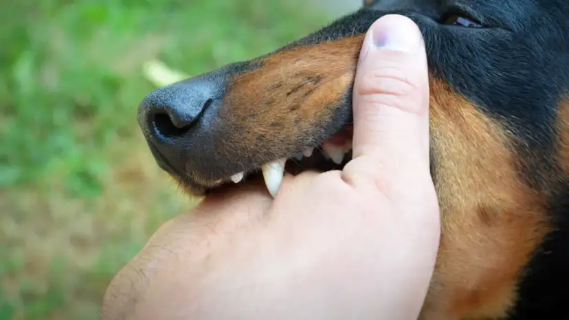 Symptome Tollwut Mensch: Warnzeichen, die Sie nicht ignorieren sollten