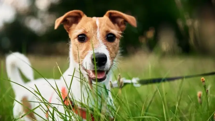 Mój szczeniak je odchody! Co robić? Przyczyny i plan działania.