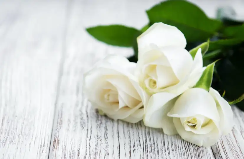 Trzy białe róże na drewnianym tle. Co oznacza biała róża? Czystość, niewinność, nowy początek.