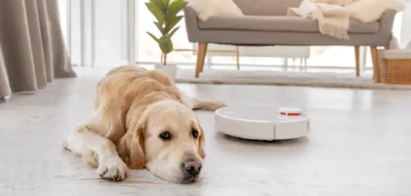 Jaki odkurzacz do sierści psa? Ranking 2025 i polecane modele