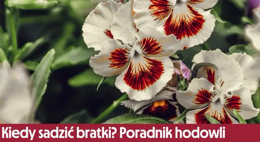 Jak sadzić bratki - proste kroki, aby uniknąć błędów w uprawie