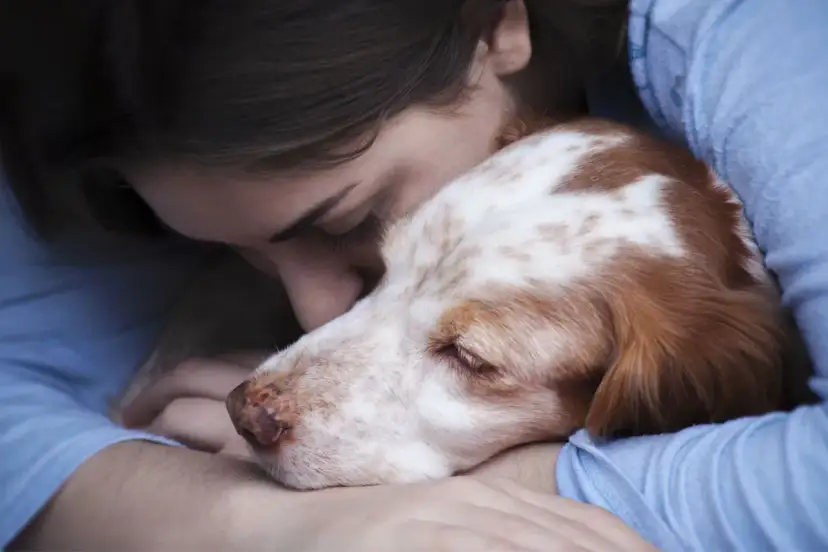Was kostet hund einschläfern und entsorgen? Wichtige Kostenfaktoren