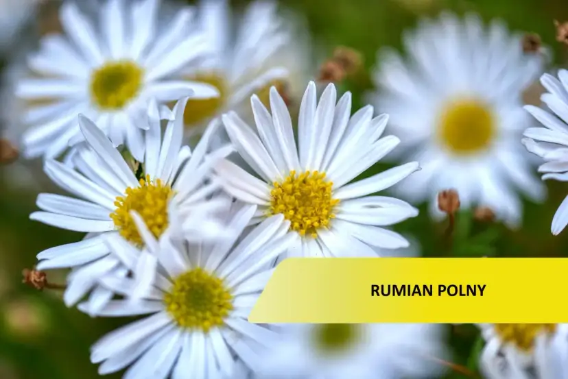 Rumian polny: Jak odróżnić chwast od zioła i skutecznie usunąć?