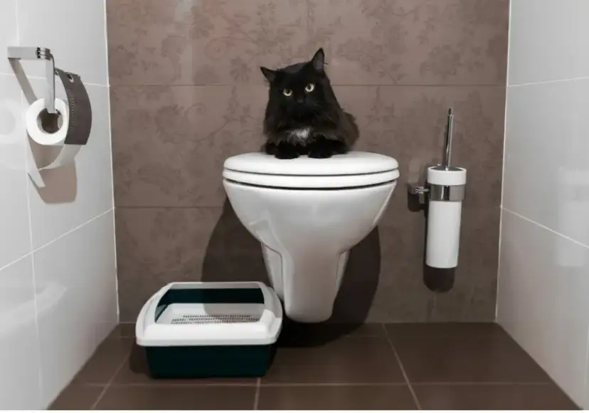 Dlaczego kotka sika w domu? Odkryj przyczyny i rozwiązania