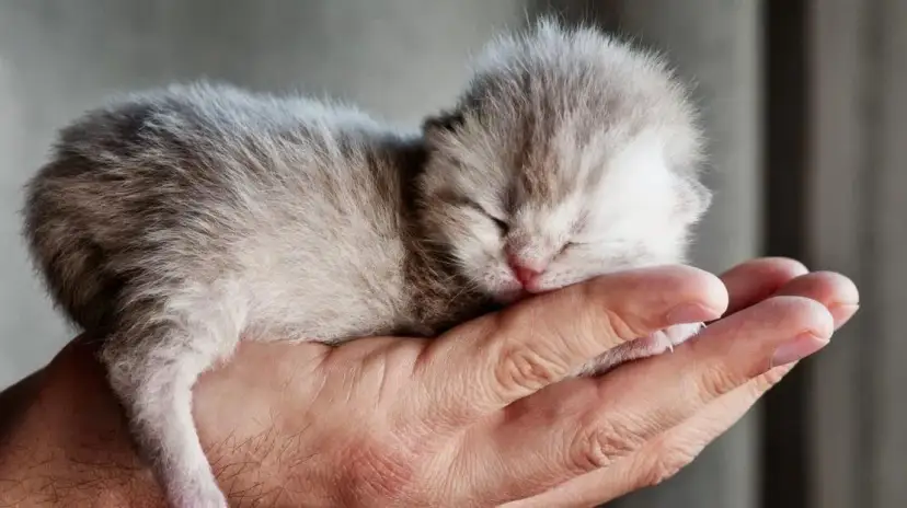 Jak wyglądają małe kotki? Odkryj ich urok i wyjątkowe cechy