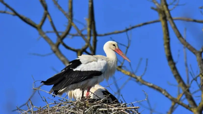 Bocian na gnieździe, jakby zastanawiał się, ile można dostać pożyczki na budowę nowego domu.