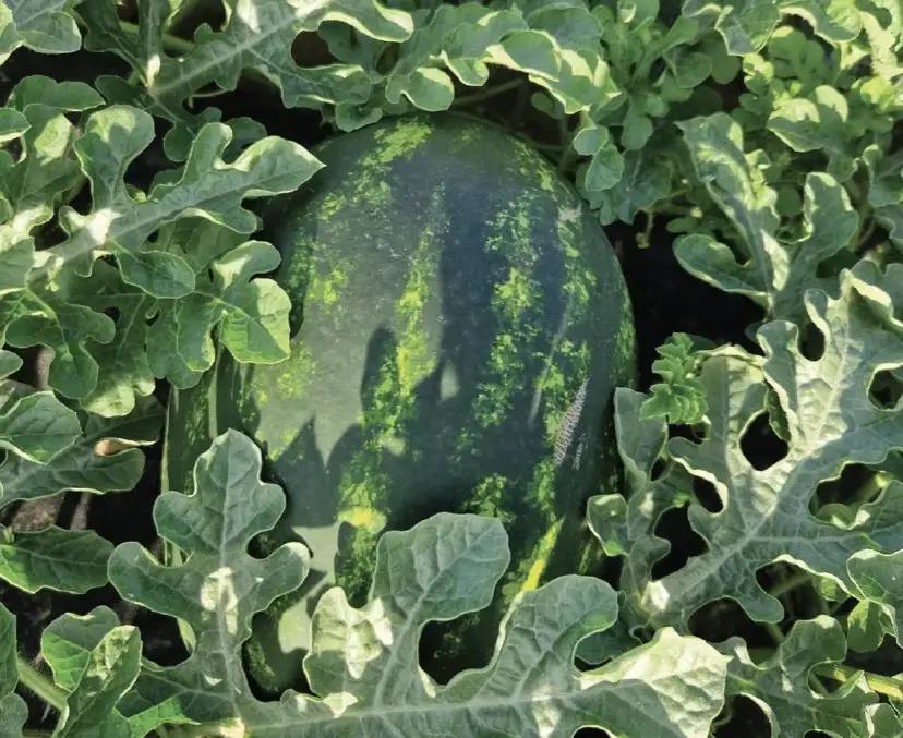 W jakim kraju rosną arbuzy? Odkryj największe producentów i ich tajemnice