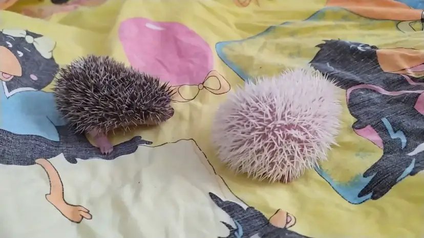 Jak rozmnażają się jeże? Odkryj tajemnice ich życia i opieki nad młodymi