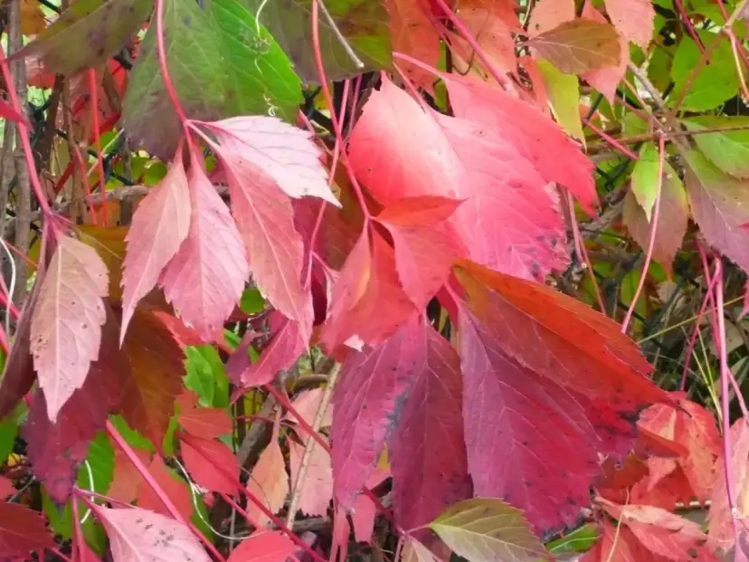 Jesienny wiatr wiersz. Liście winobluszczu mienią się odcieniem czerwieni i zieleni, jakby tańczyły w rytm jesiennej melodii.