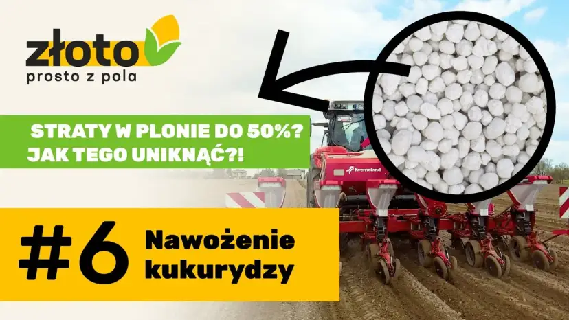 Najlepszy nawóz pod kukurydzę na kiszonkę - uniknij błędów w nawożeniu