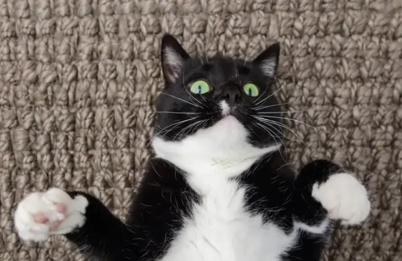 Czemu kot afrodyty czarno-biały jest taki drogi? Sprawdź ceny