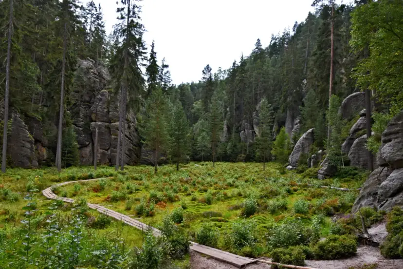 Ścieżka wije się przez skalne miasto Czechy, otoczone wysokimi drzewami i porośniętymi mchem skałami.