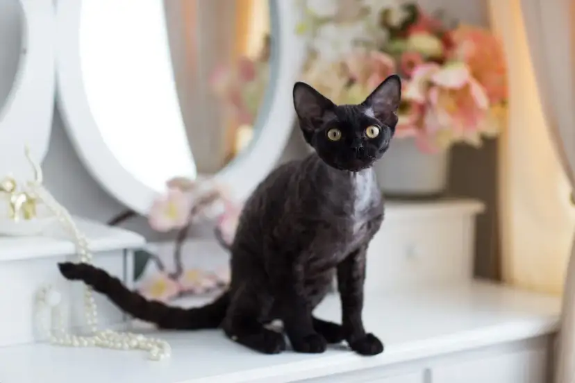 Czarny kot rasy Devon Rex z kręconą sierścią siedzi na białej komodzie obok lustra i kwiatów.