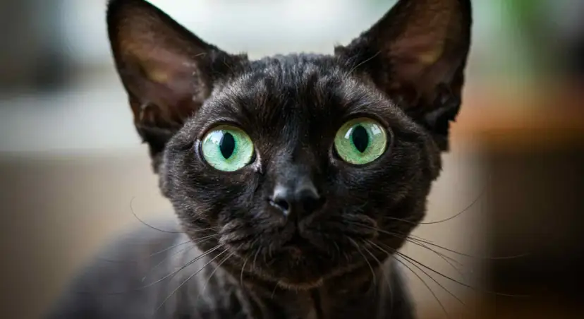 Devon Rex Wrocław - dostępne kocięta, ceny i porady dla przyszłych właścicieli