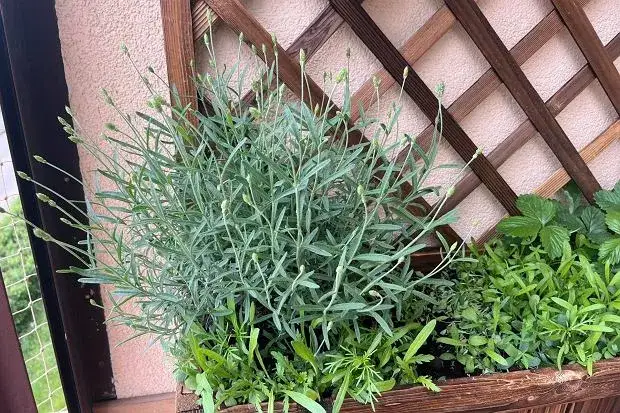 Jak zrobić nawóz do lawendy - skuteczne przepisy na zdrowe rośliny