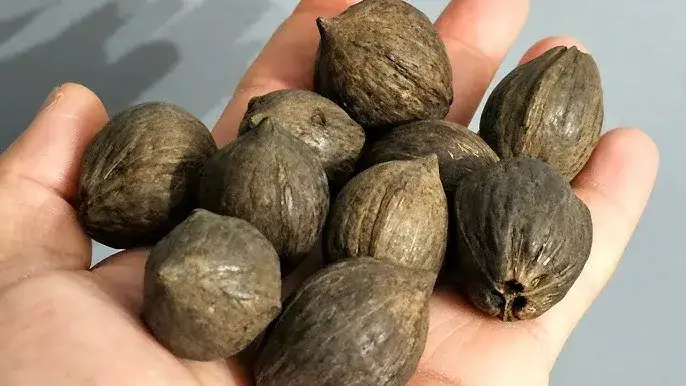 Nasiona palmy jak sadzić? Oto proste kroki do sukcesu w kiełkowaniu