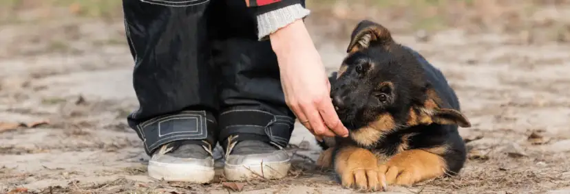 Szkolenie szczeniaka: Kiedy zacząć? Nie przegap złotego okna!