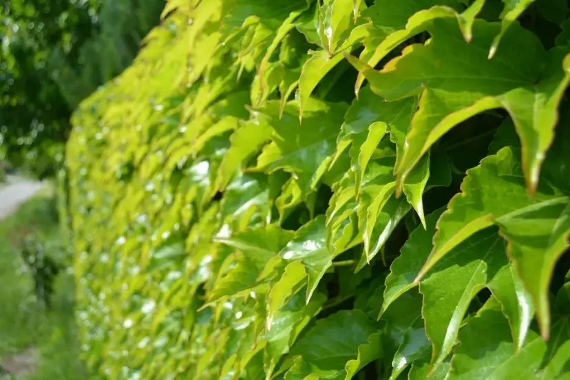 Rośliny na płot: Żywopłot czy pnącza? Wybierz idealne!