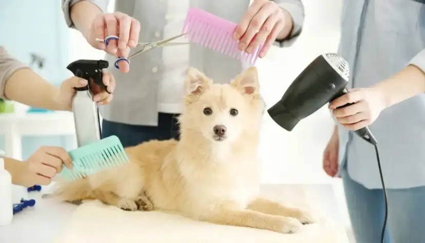 Pazury psa: weterynarz, groomer czy dom? Kiedy do specjalisty?