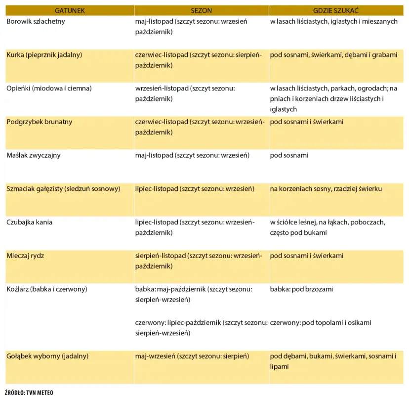 Od kiedy sezon na grzyby? Najważniejsze informacje i daty