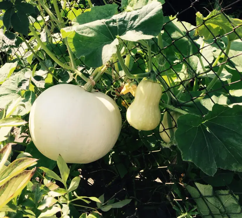 Jak mrozić dynię dla niemowlaka, aby była bezpieczna i zdrowa