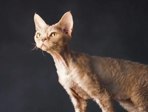 Najlepsze hodowle Devon Rex w Mazowieckiem - znajdź swojego kociaka