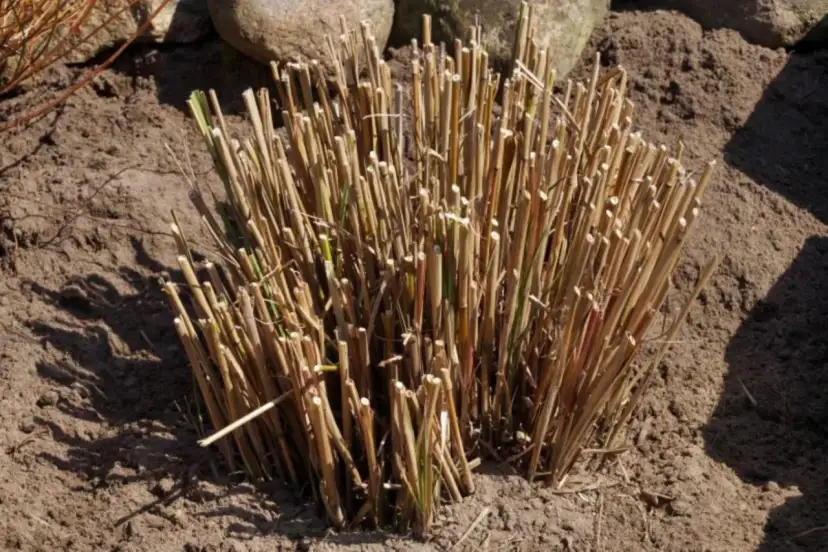 Przycięte trawy ozdobne czekają na wiosenny wzrost. Dowiedz się, jak przycinać trawy ozdobne, by pięknie rosły.