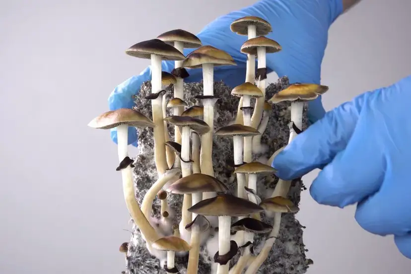 Dłonie w niebieskich rękawiczkach trzymają skupisko grzybów halucynogennych.