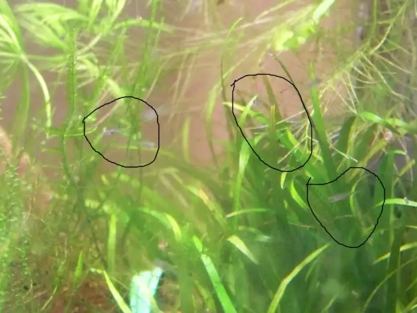 Jak rozmnażają się rybki danio - proste kroki do sukcesu w akwarium