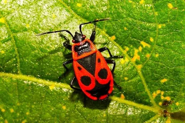 Kowal bezskrzydły - czym się żywi i jak wpływa na ekosystem?