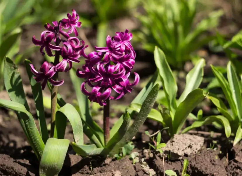 Hiacynty: Kiedy sadzić do gruntu? Uniknij błędów!