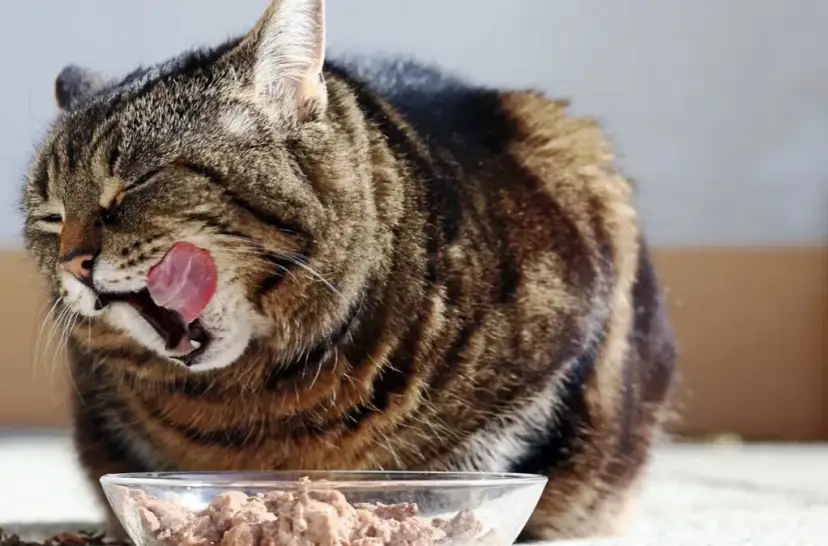 Czy koty mogą jeść wieprzowinę? Ważne informacje o bezpieczeństwie