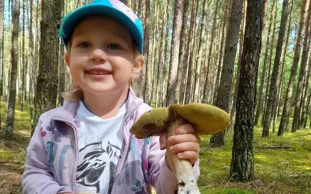 Do kiedy sezon na grzyby? Sprawdź, by nie przegapić ostatnich zbiorów
