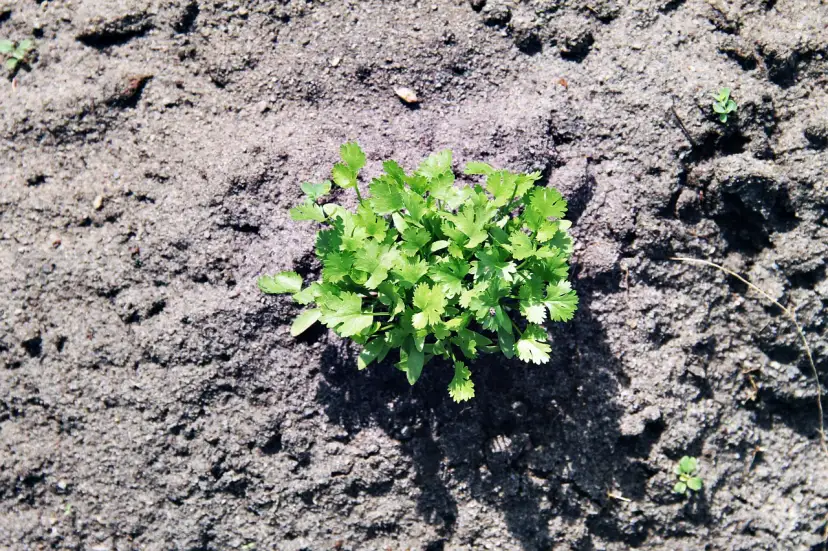 Młoda, zielona kolendra rosnąca na ziemi.
