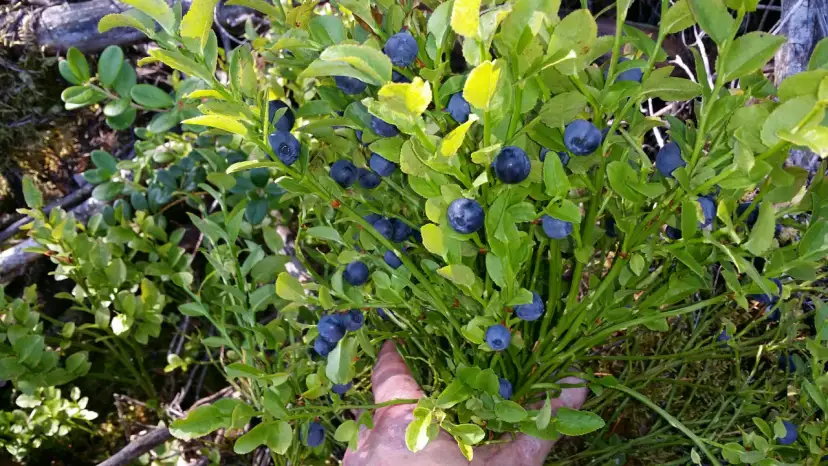 Odpowiednia odległość sadzenia borówki amerykańskiej dla lepszych plonów